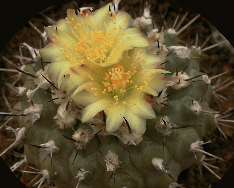 Copiapoa montana